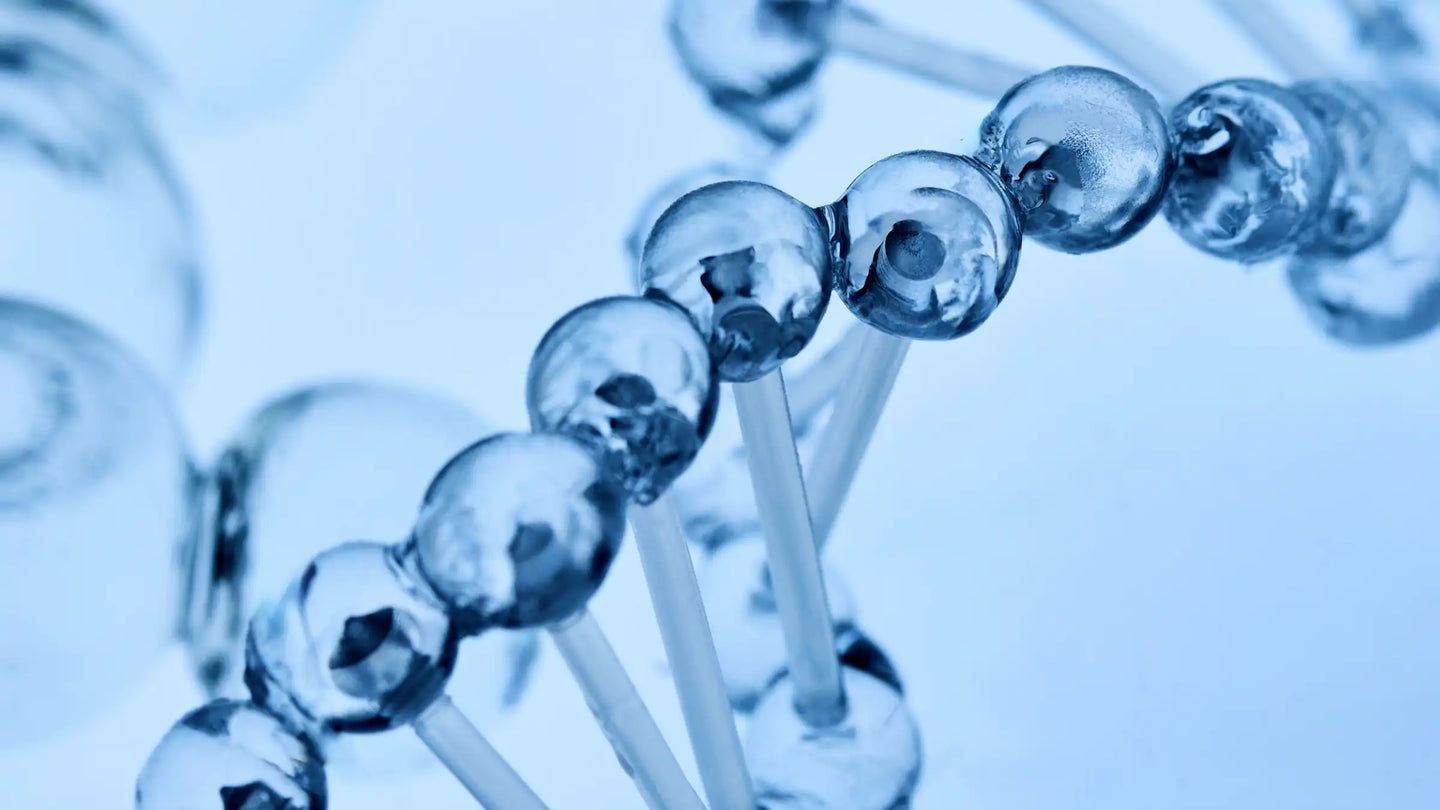 Nrf2 gilt als zentraler Regulator jener Schutzmechanismen, die Zellen bei oxidativer Belastung zur Abwehr und Anpassung aktivieren.