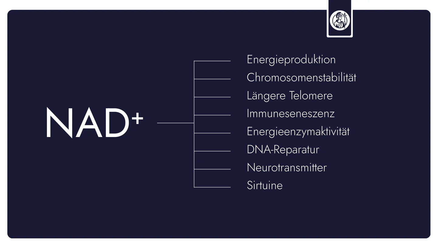Unter NAD⁺ versteht man ein körpereigenes Coenzym, das für zahlreiche Prozesse der Zellenergie, Enzymaktivität und zellulären Erhaltung benötigt wird.