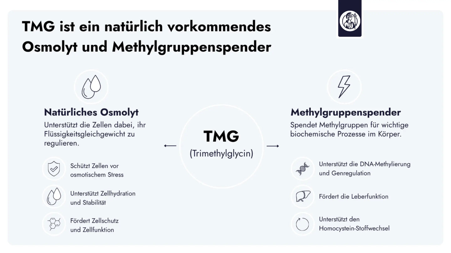 TMG unterstützt als Osmolyt das Zellgleichgewicht und liefert als Methylgruppenspender wichtige Bausteine für zentrale Stoffwechselprozesse.