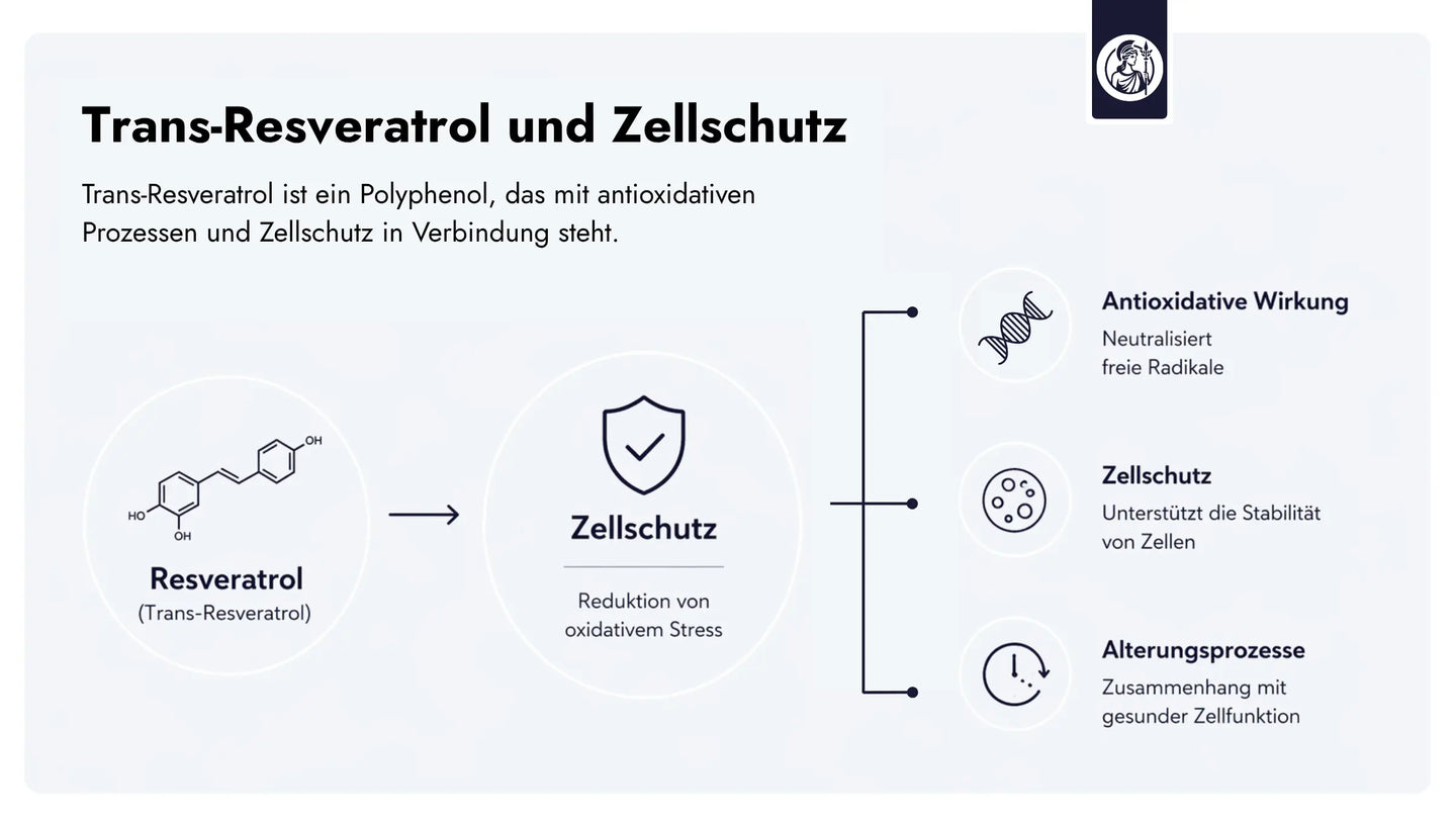 Trans-Resveratrol steht in Zusammenhang mit antioxidativen Prozessen und unterstützt den Schutz von Zellen vor oxidativem Stress.
