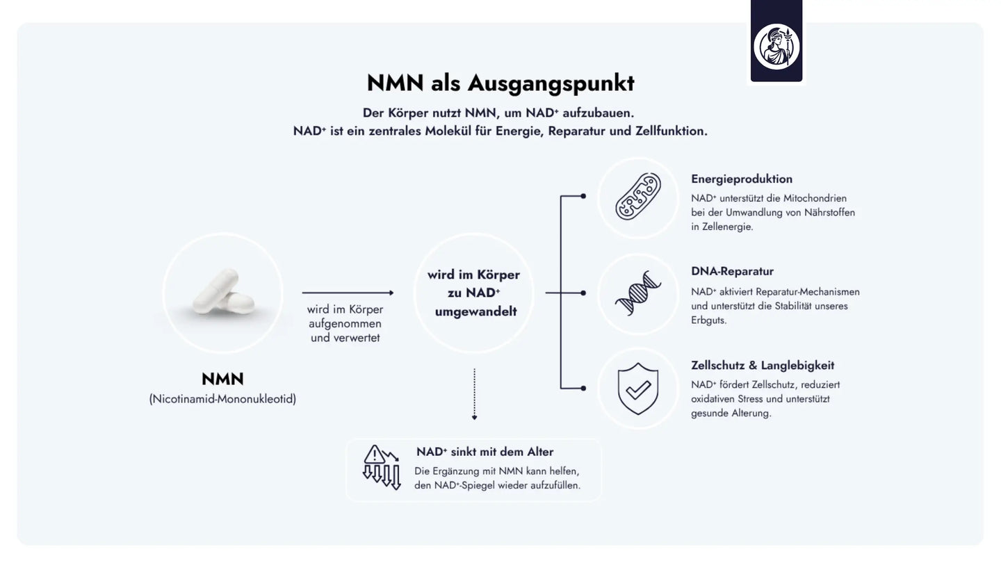 NMN dient als Vorstufe von NAD+ und unterstützt damit zentrale Prozesse wie Energieproduktion, Zellreparatur und Zellschutz.