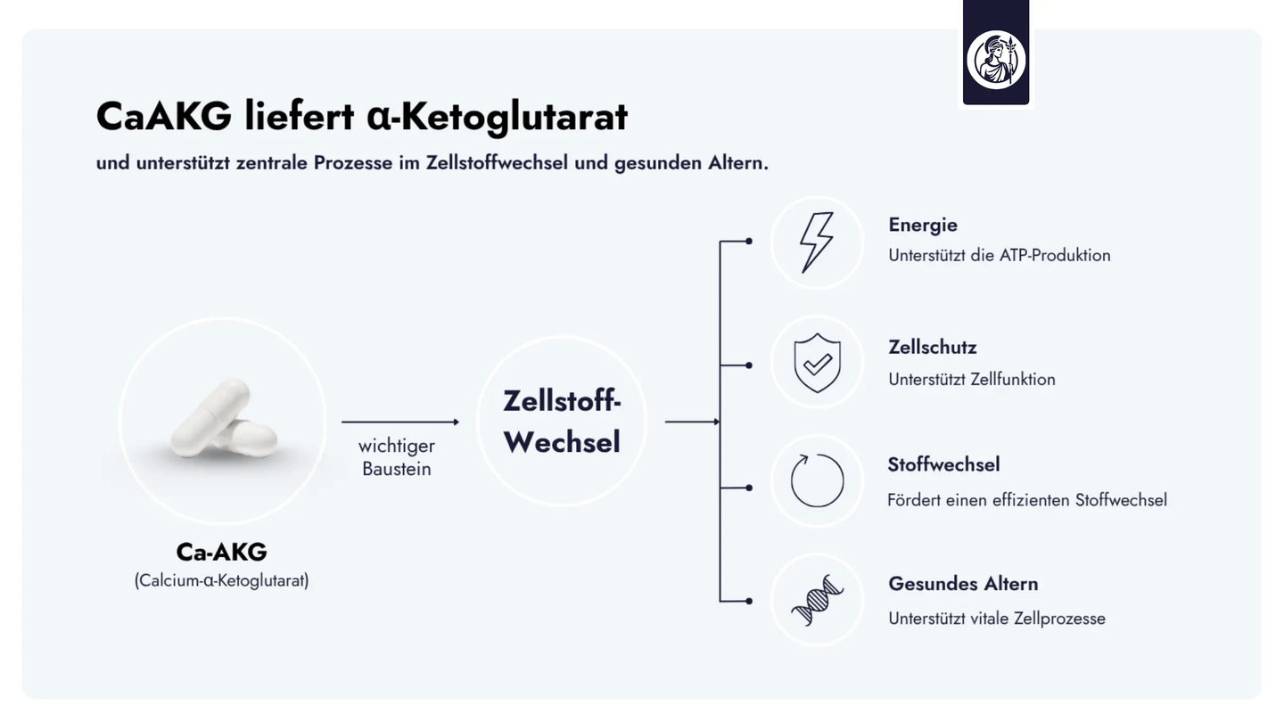 CaAKG liefert α-Ketoglutarat, unterstützt zentrale Prozesse im Zellstoffwechsel und gesundes Altern.