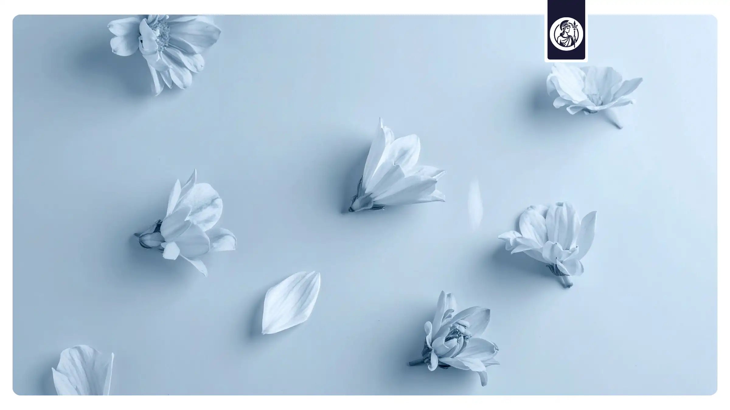 Weiße Blumen liegen auf hellblauem Boden