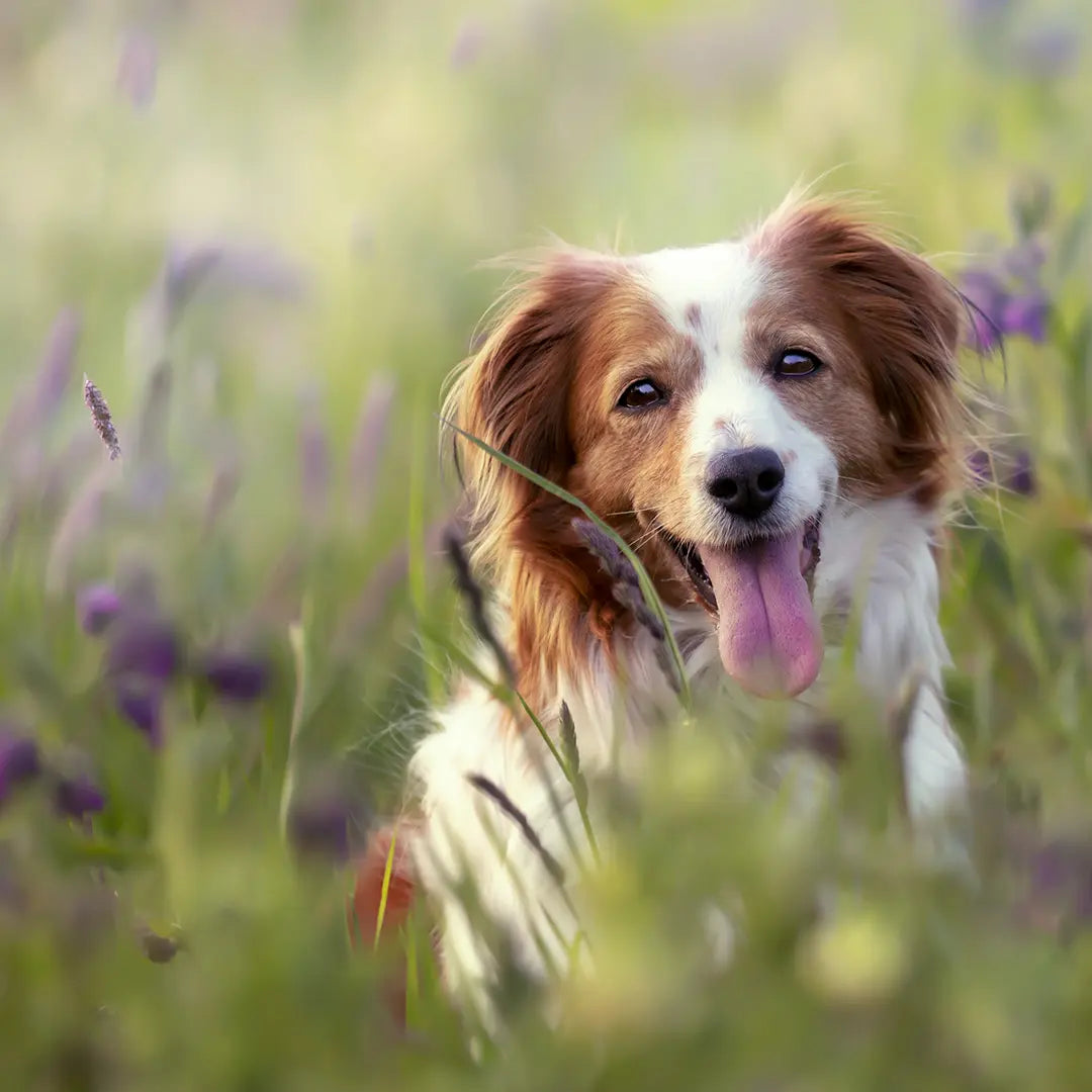 Longevity für Hunde & Haustiere – So bleibt dein Vierbeiner länger gesund