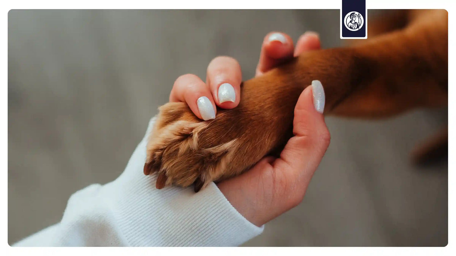 Eine Person hält behutsam die Pfote eines Hundes als Symbol für Fürsorge, Tiergesundheit und gesundes Altern bei Haustieren.