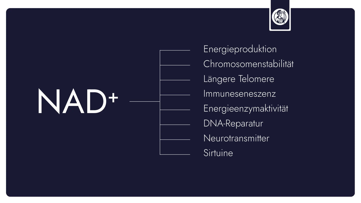 Infografik zu NAD⁺ mit zentralen Funktionen wie Energieproduktion, DNA-Reparatur, Sirtuinen, Neurotransmittern und Chromosomenstabilität.