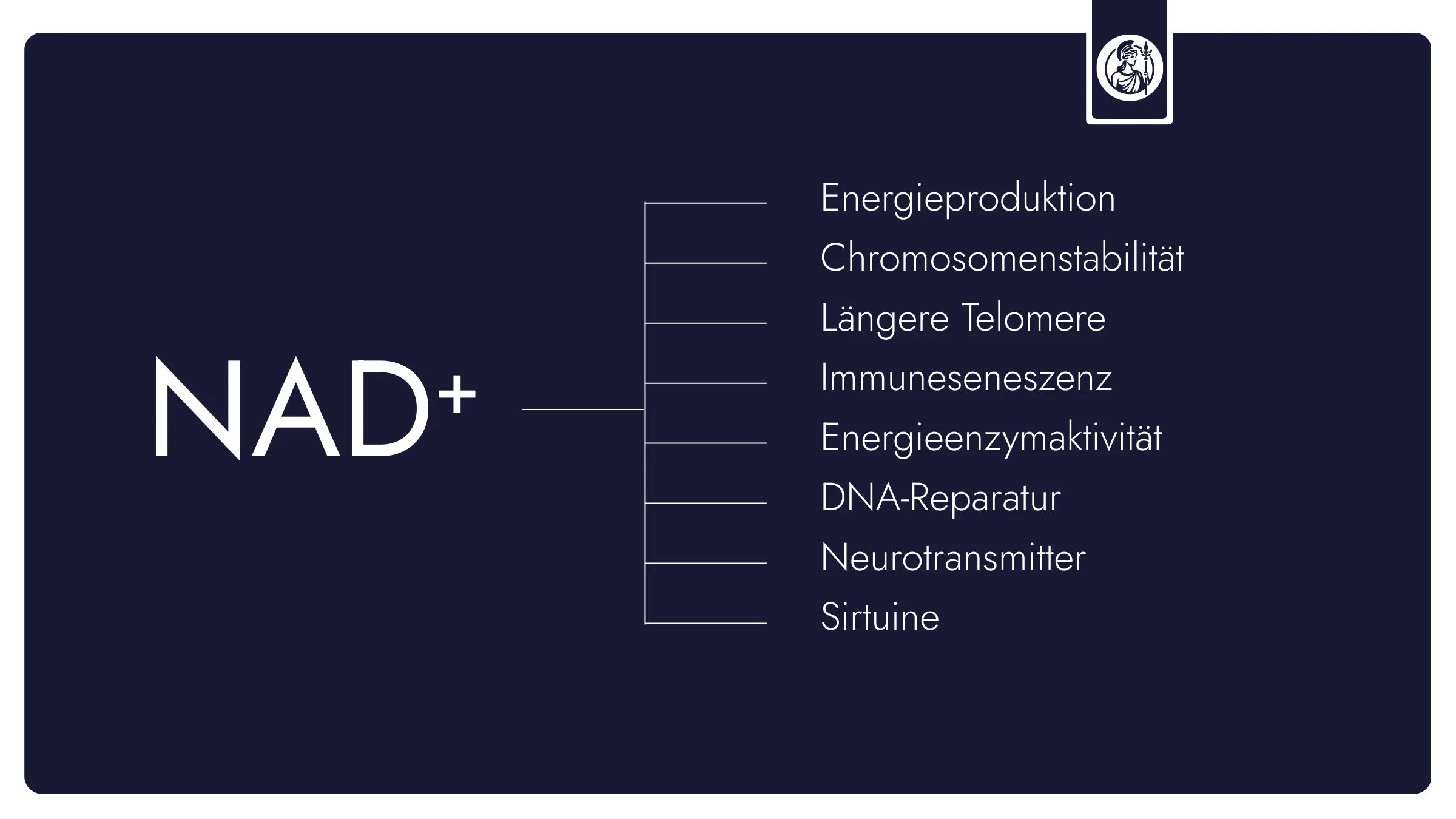 Infografik zu NAD⁺ mit zentralen Funktionen wie Energieproduktion, DNA-Reparatur, Sirtuinen, Neurotransmittern und Chromosomenstabilität.