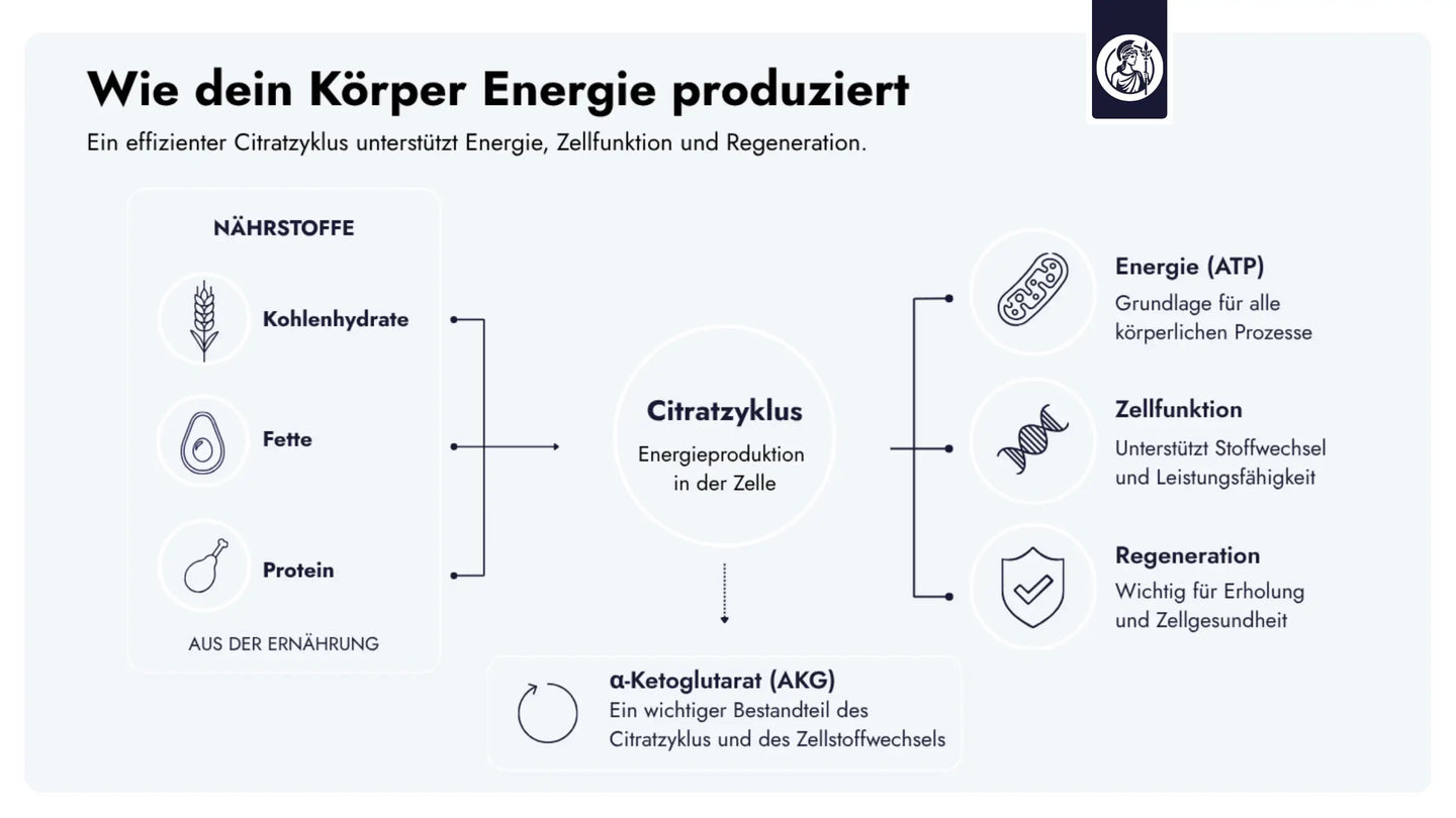 Der Citratzyklus liefert zentrale Metaboliten wie α-Ketoglutarat, die epigenetische Prozesse beeinflussen und damit die Aktivität von Genen sowie die Zellfunktion mitsteuern.
