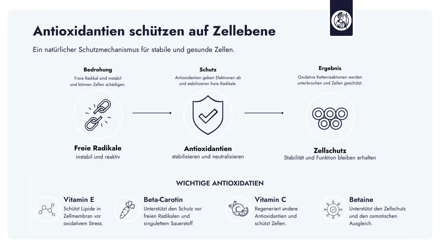 Antioxidantien stabilisieren freie Radikale, indem sie Elektronen abgeben und so oxidative Kettenreaktionen in Zellen unterbrechen.