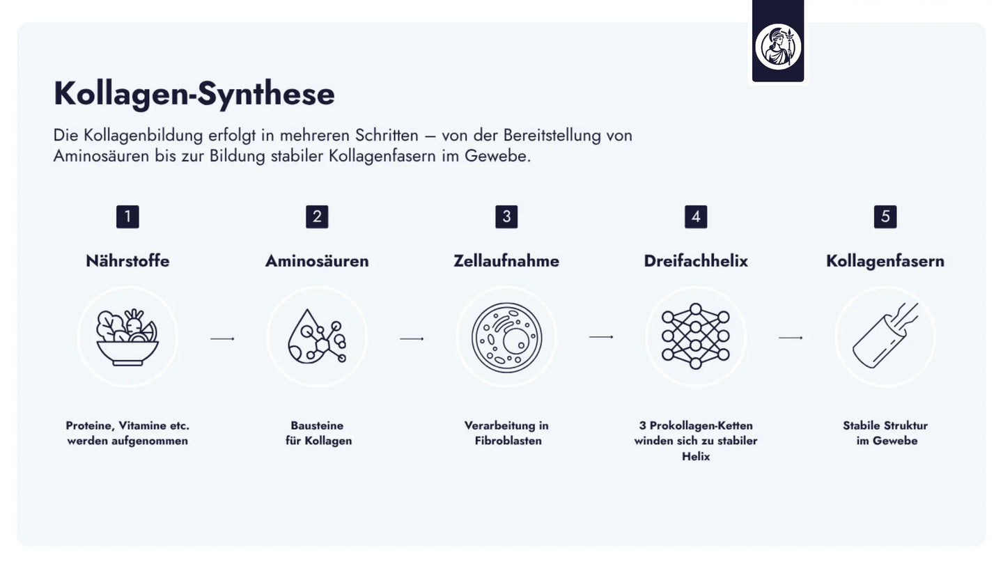 Die Kollagenbildung erfolgt in mehreren Schritten – von der Bereitstellung von Aminosäuren bis zur Bildung stabiler Kollagenfasern im Gewebe.
