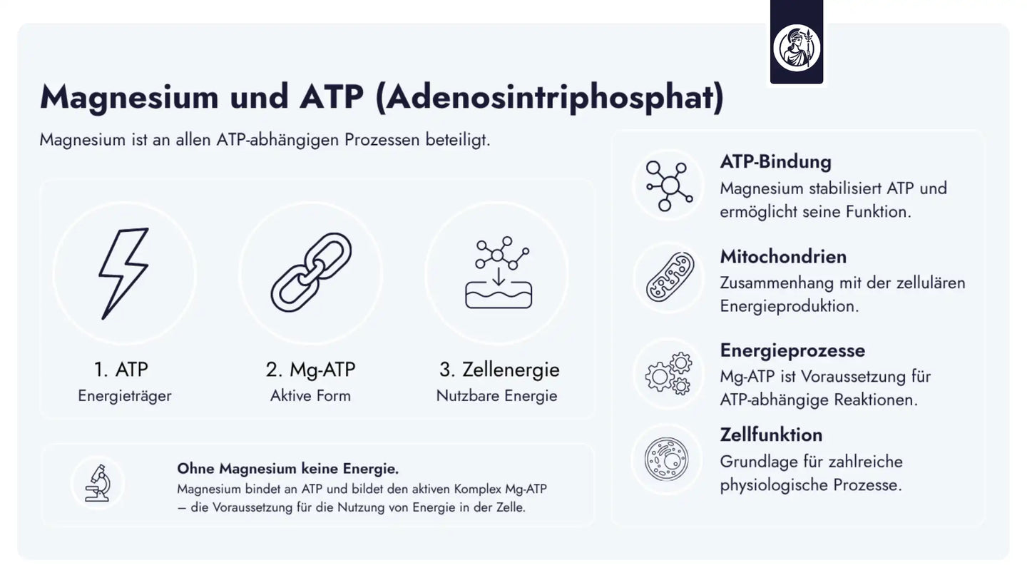 Magnesium ist an allen ATP-abhängigen Prozessen beteiligt und bildet mit ATP die aktive Form Mg-ATP, die für die Energieverfügbarkeit in der Zelle entscheidend ist.