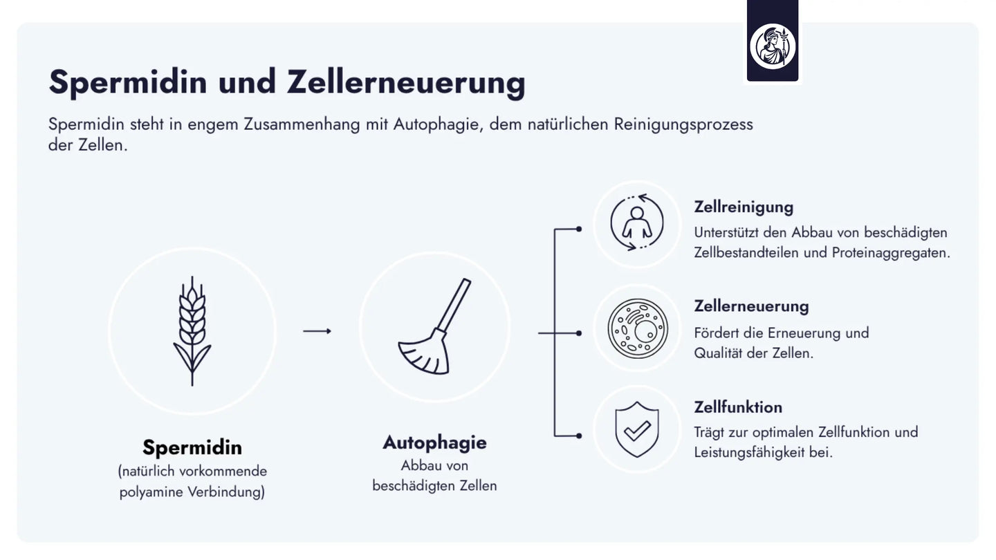 Spermidin steht in engem Zusammenhang mit Autophagie, dem natürlichen Reinigungsprozess der Zellen, und unterstützt damit Zellerneuerung und Zellfunktion.