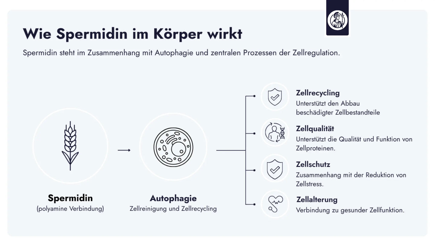 Die aktuelle Studienlage zu Spermidin zeigt Zusammenhänge mit Autophagie, Zellfunktion und altersbezogenen Prozessen.