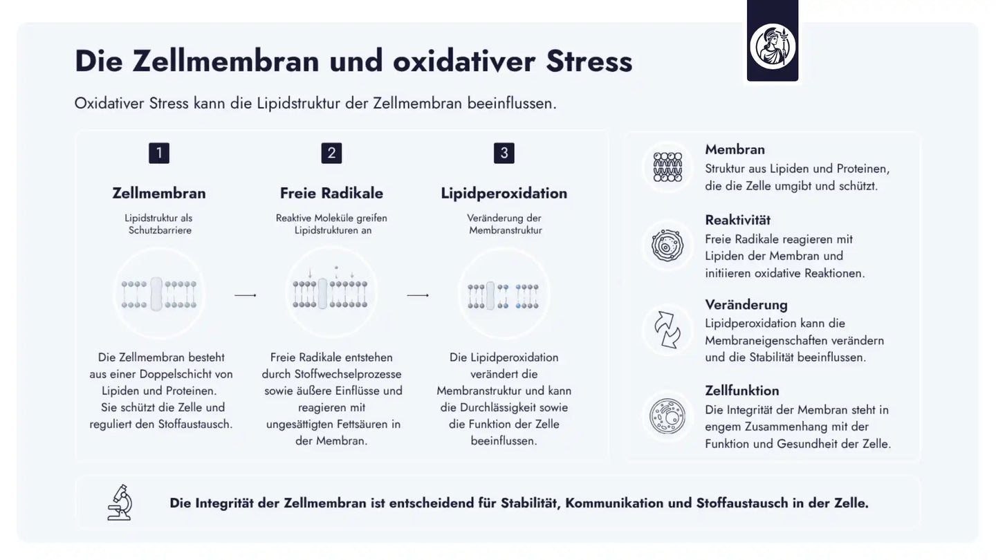 Oxidativer Stress entsteht durch ein Ungleichgewicht zwischen freien Radikalen und antioxidativen Schutzmechanismen und kann die Struktur und Funktion von Zellen beeinflussen.